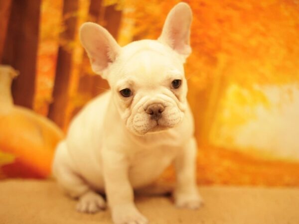 [#31176] Cream Male French Bulldog Puppies for Sale