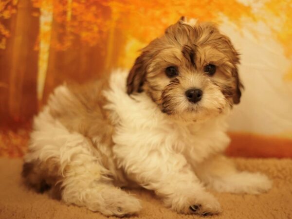 [#31185] Gold / White Male Teddy Bear Puppies for Sale