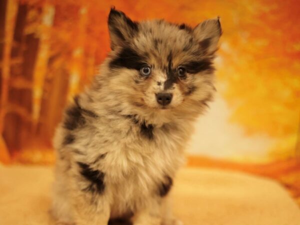 [#31172] Blue Merle Female Pomsky Puppies for Sale