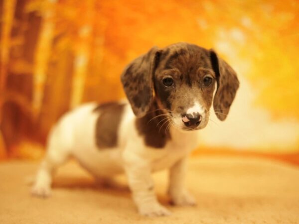 [#31173] White / Chocolate Male Dachshund Puppies for Sale