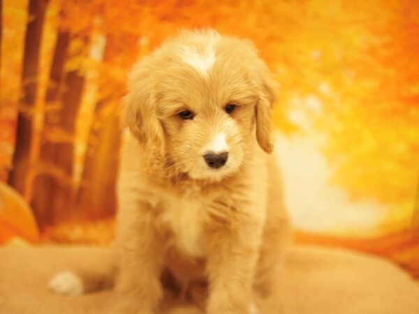 [#31170] Golden Male Goldendoodle Mini Puppies for Sale
