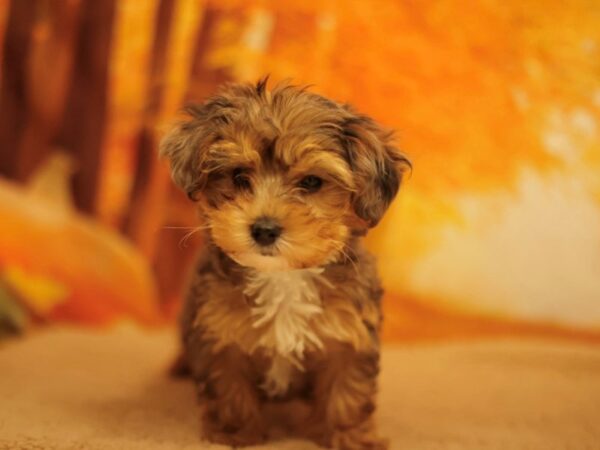 [#31164] Blue Merle Female Yorkiepoo Puppies for Sale