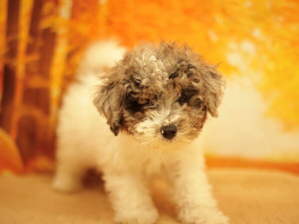 [#31163] Gray / White Male Bichonpoo Puppies for Sale