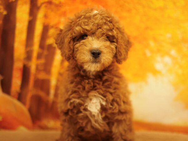 [#31160] Red Female Goldendoodle Mini F1b Puppies for Sale
