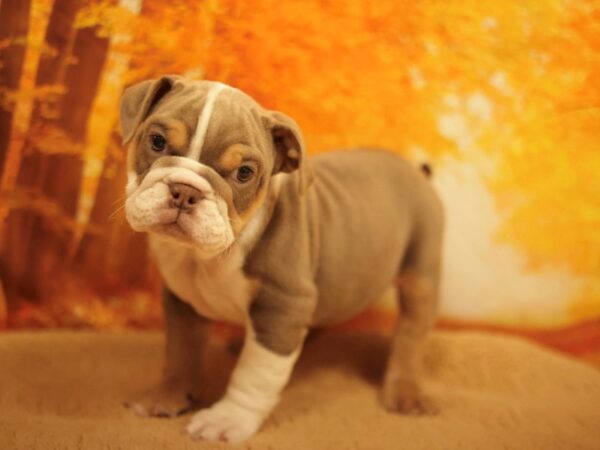 [#31168] Lilac / Tan Female English Bulldog Puppies for Sale