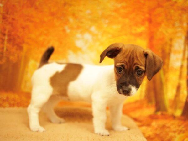 [#31166] Tan / White Female Jack Russell Terrier Puppies for Sale