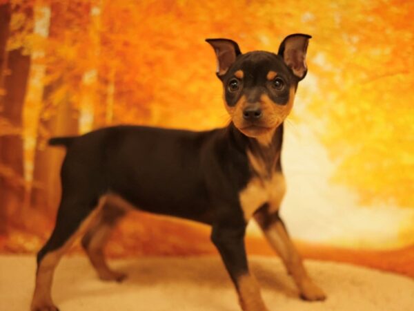 [#31165] Black / Tan Female Miniature Pinscher Puppies for Sale