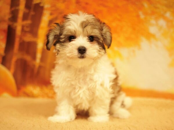 [#31174] Brown / White Female Yochon Puppies for Sale