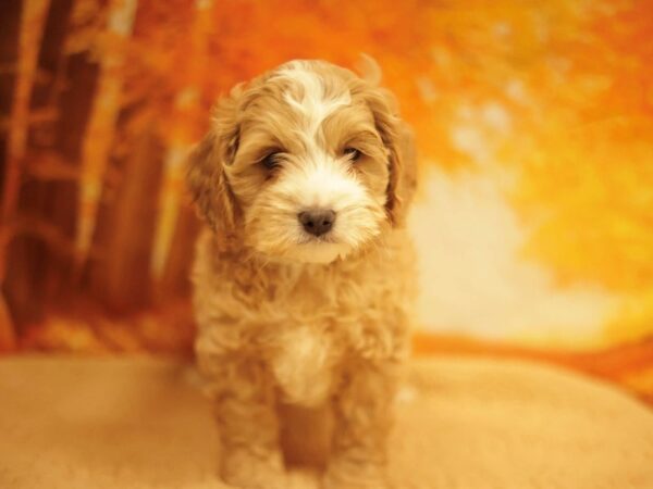 [#31171] Apricot Male Cavapoo Puppies for Sale