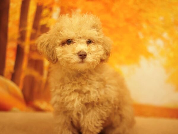 [#31178] Red Male Cock A Poo 2nd Gen Puppies for Sale