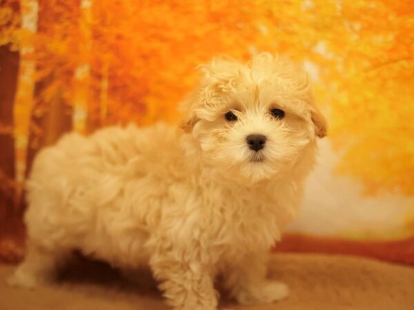 [#31161] Cream Male Maltipoo Puppies for Sale