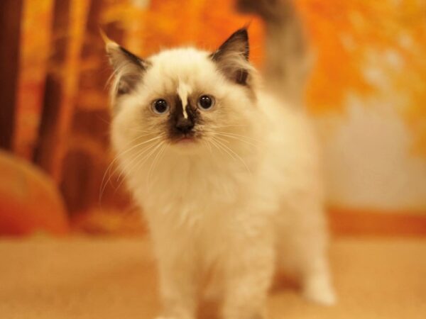 [#31187] SEAL POINT Female Ragdoll Kittens for Sale