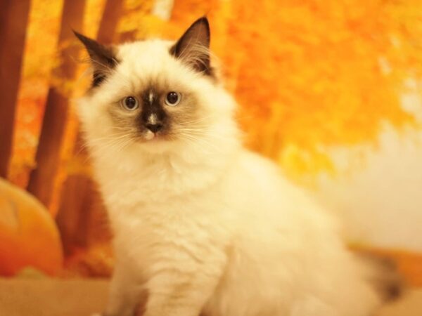 [#31188] SEAL POINT Male Ragdoll Kittens for Sale