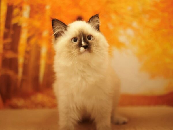 [#31186] SEAL POINT Male Ragdoll Kittens for Sale
