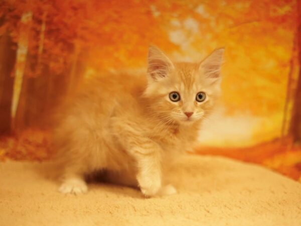 [#31181] Red Male Maine Coon Kittens for Sale