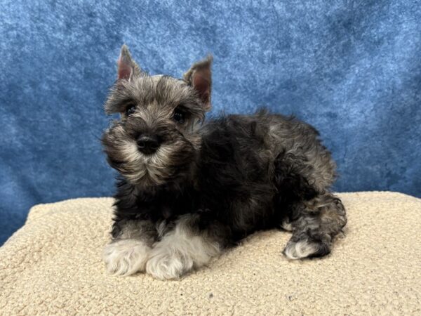 [#3970] Salt / Pepper Female Miniature Schnauzer Puppies for Sale