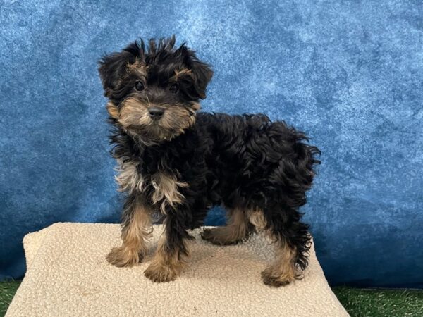 [#3950] Black / Tan Female Yorkiepoo Puppies for Sale