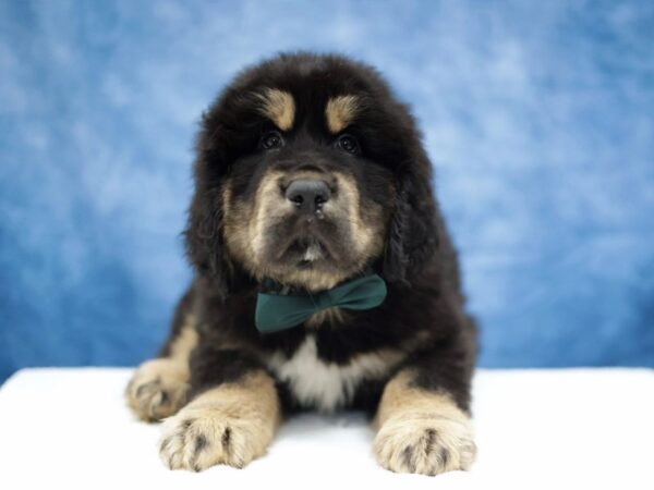 [#31348] Black / Tan Male Tibetan Mastiff Puppies for Sale