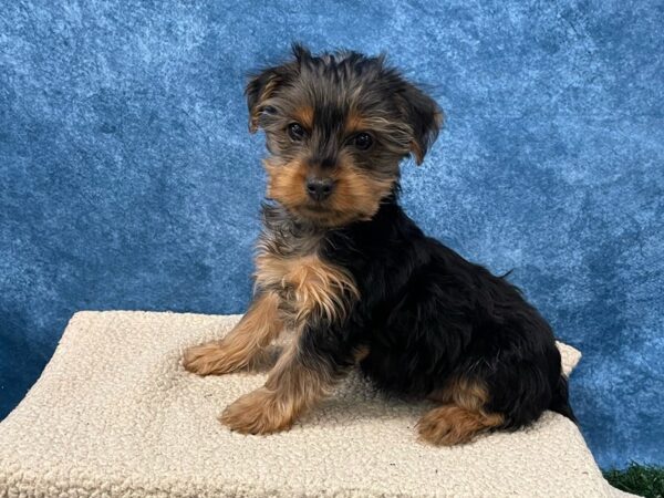 [#3989] Black / Tan Female Yorkshire Terrier Puppies for Sale