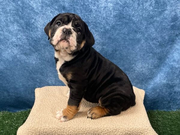[#4009] Tri-Colored Female Victorian Bulldog Puppies for Sale