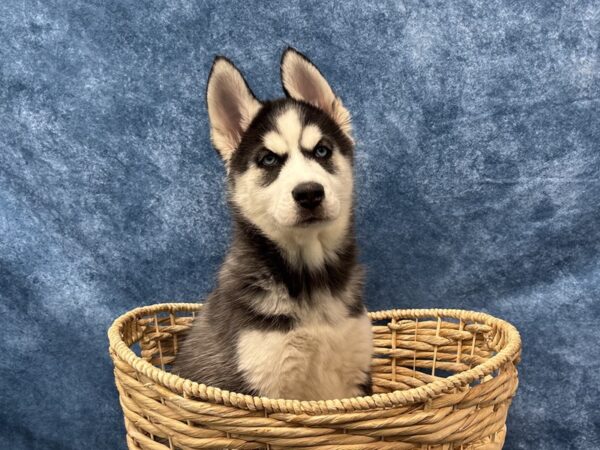 [#4004] Black / White Female Siberian Husky Puppies for Sale