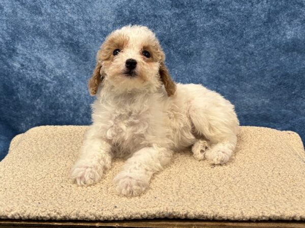 [#4020] Red Female Poodle Puppies for Sale