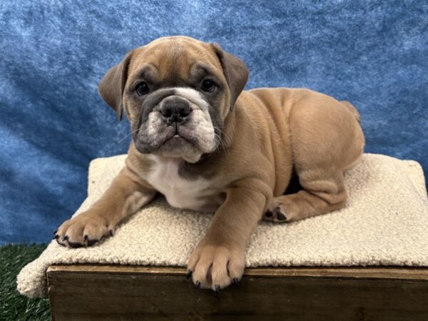 [#4023] Blue Fawn Female English Bulldog Puppies for Sale