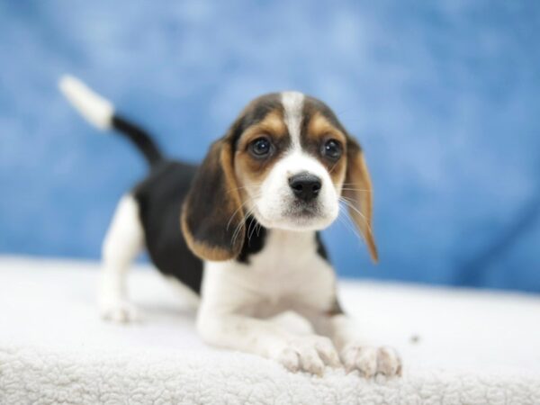 [#31371] Tri-Colored Female Beagle Puppies for Sale
