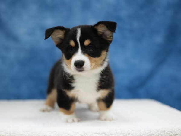 [#31372] Black Tan / White Male Pembroke Welsh Corgi Puppies for Sale