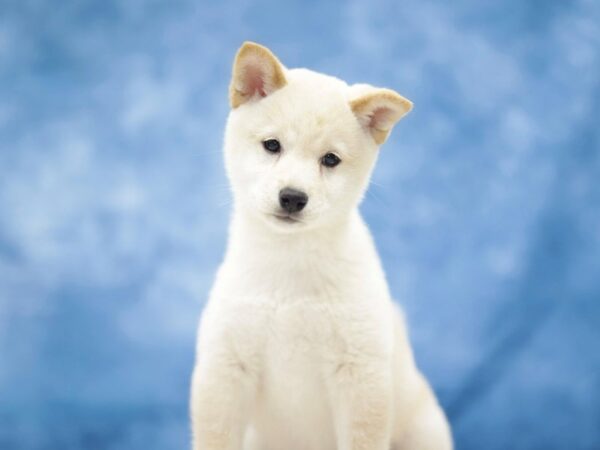 [#31376] Cream Female Shiba Inu Puppies for Sale