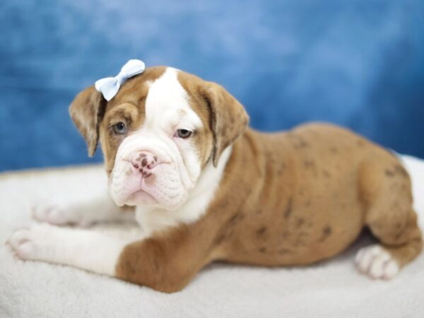 [#31364] Red Merle / White Female Victorian Bulldog Puppies for Sale