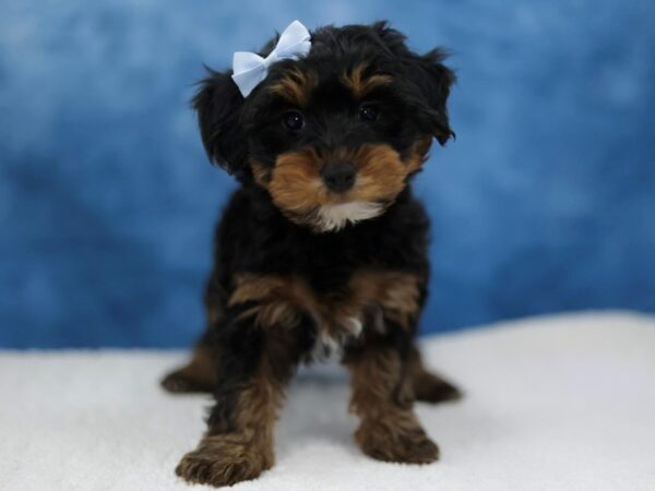 [#31370] Black / Tan Female Yorkiepoo Puppies for Sale