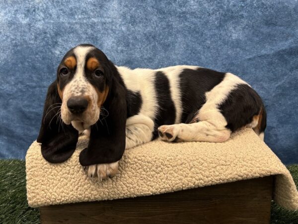 [#4030] Tri-Colored Female Basset Hound Puppies for Sale