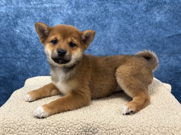 [#4031] Red Sesame Female Shiba Inu Puppies for Sale