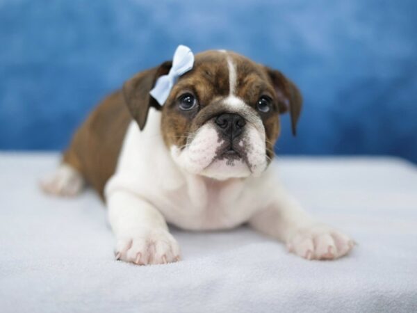 [#31382] Fawn / White Female English Bulldog Puppies for Sale