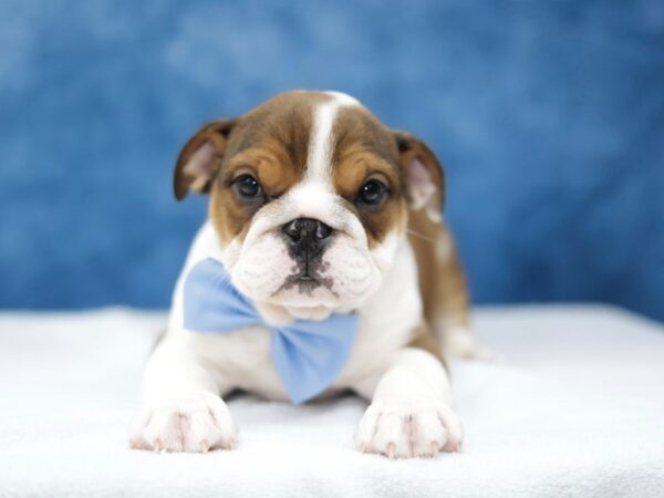 [#31383] Fawn / White Male English Bulldog Puppies for Sale