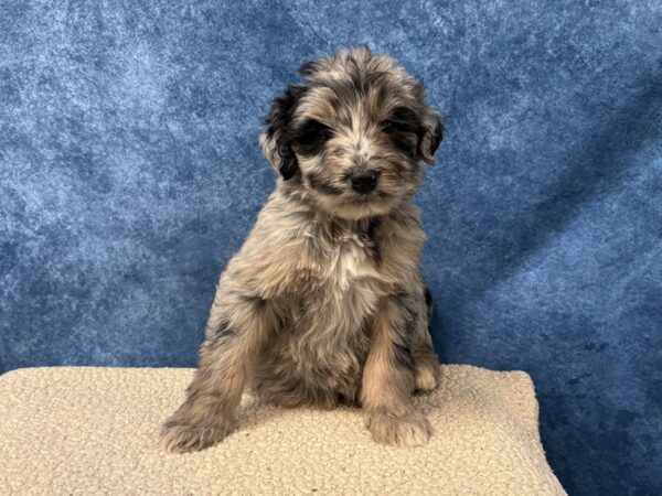 [#4041] Blue Merle Male Golden Sheepadoodle Puppies for Sale