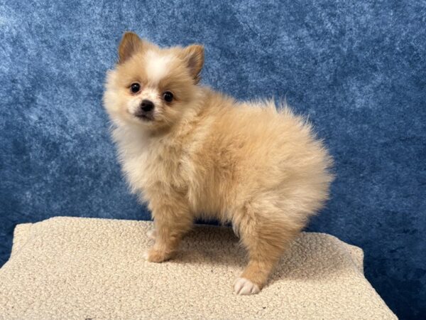 [#4037] Orange Male Pomeranian Puppies for Sale