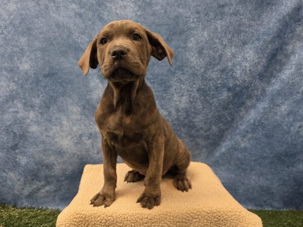 [#4043] Brindle Male Cane Corso Puppies for Sale