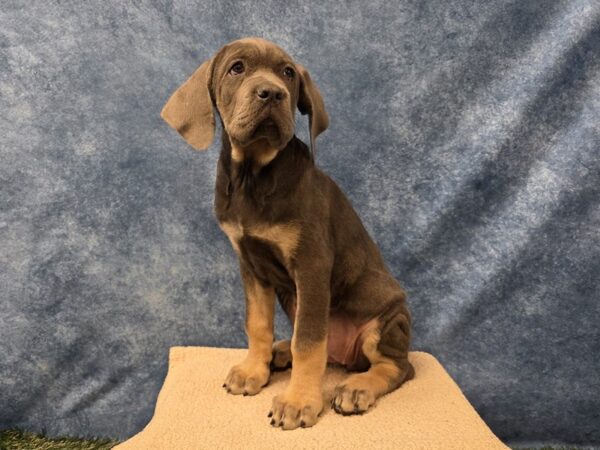 [#4042] Blue Female Cane Corso Puppies for Sale