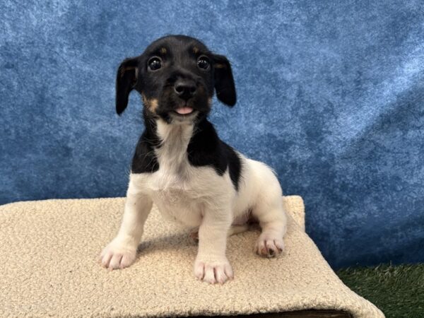 [#4051] Tri-Colored Female Jack Russell Terrier Puppies for Sale