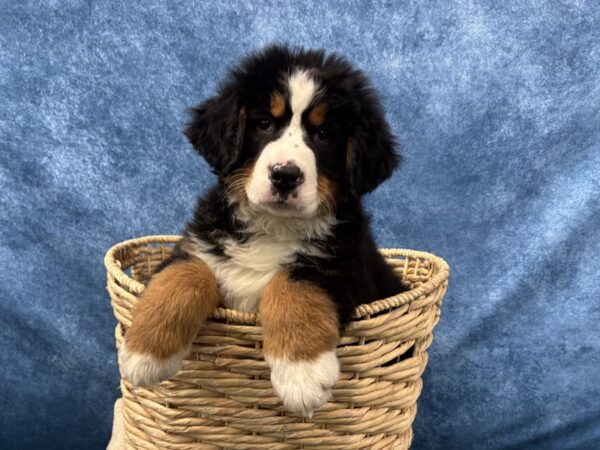 [#4059] Black Rust and White Male Bernese Mountain Dog Puppies for Sale