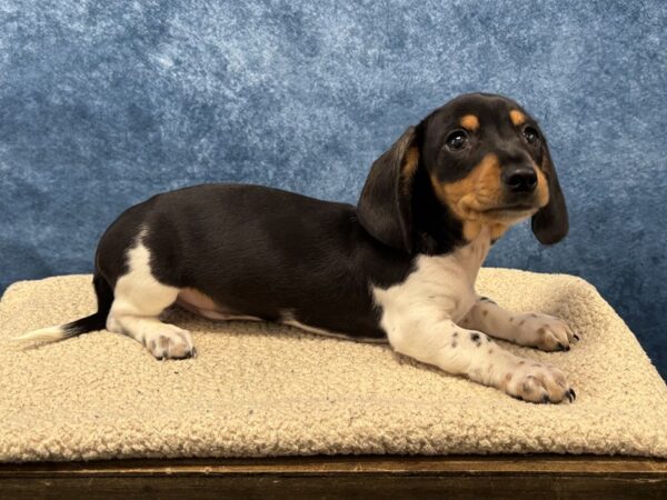 [#4061] Black / White Male Dachshund Puppies for Sale