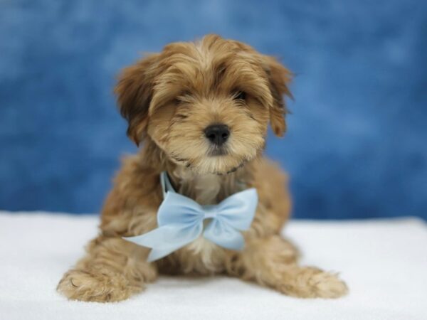 [#31394] Red Sable Male Morkie Puppies for Sale