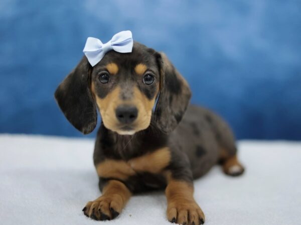 [#31402] Blue Dapple / Tan Female Dachshund Puppies for Sale