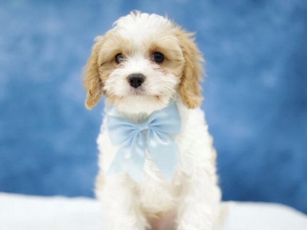 [#31403] Red / White Male Cavapoo Puppies for Sale