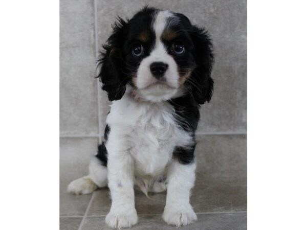 [#31417] Black Tan / White Male Cavalier King Charles Spaniel Puppies for Sale