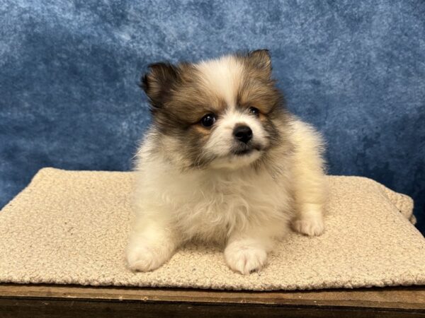 [#4066] Orange Sable Female Pomeranian Puppies for Sale