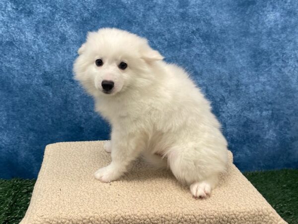 [#4072] White Male American Eskimo Puppies for Sale
