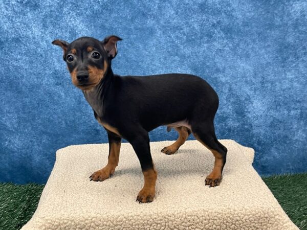 [#4073] Black and Rust Male Miniature Pinscher Puppies for Sale